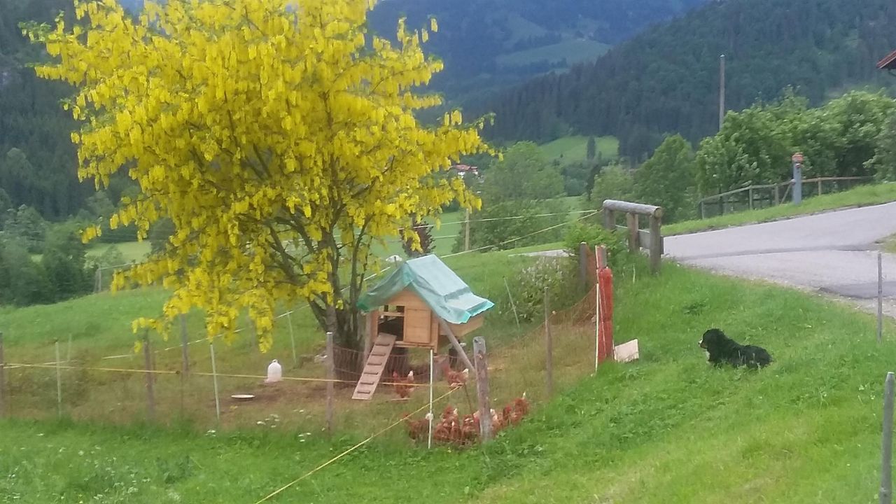 Sommerhaus unserer Hühner Sommerhaus unserer Hühner